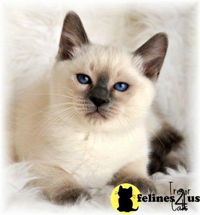 tresorcats Picture 1